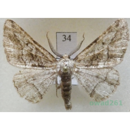 Synopsia sociaria (Hübner, 1799) male Czech34